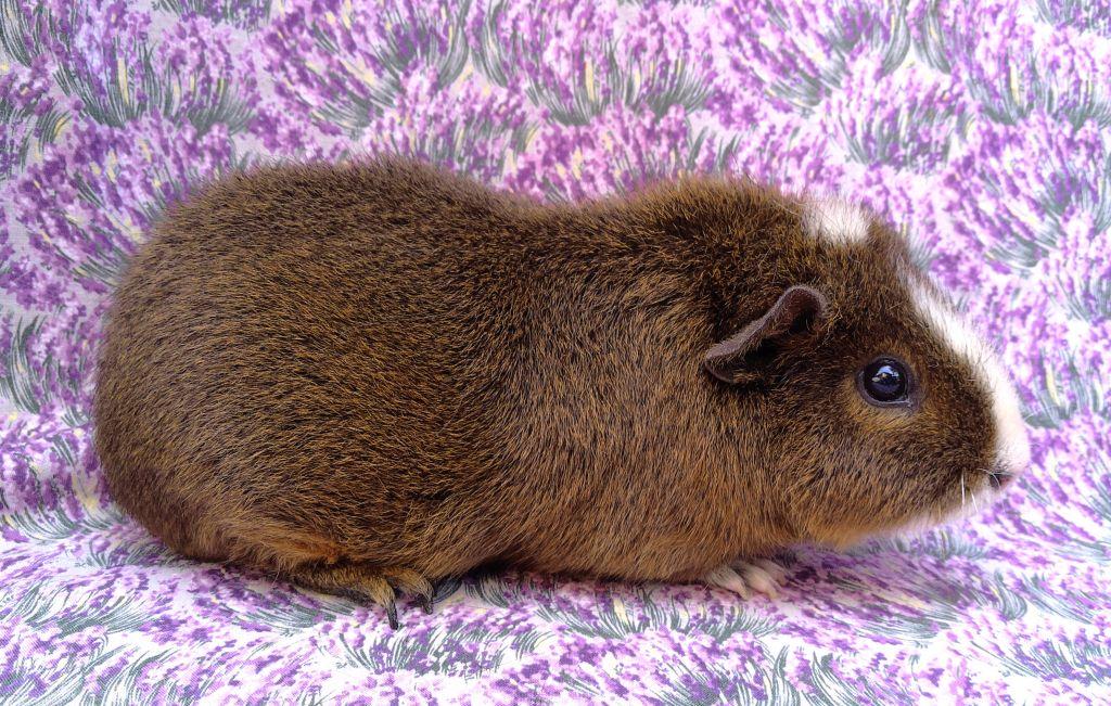 Enlarge Lisandra, a ADOPTABLE mixed breed in Goleta, CA image 2/3