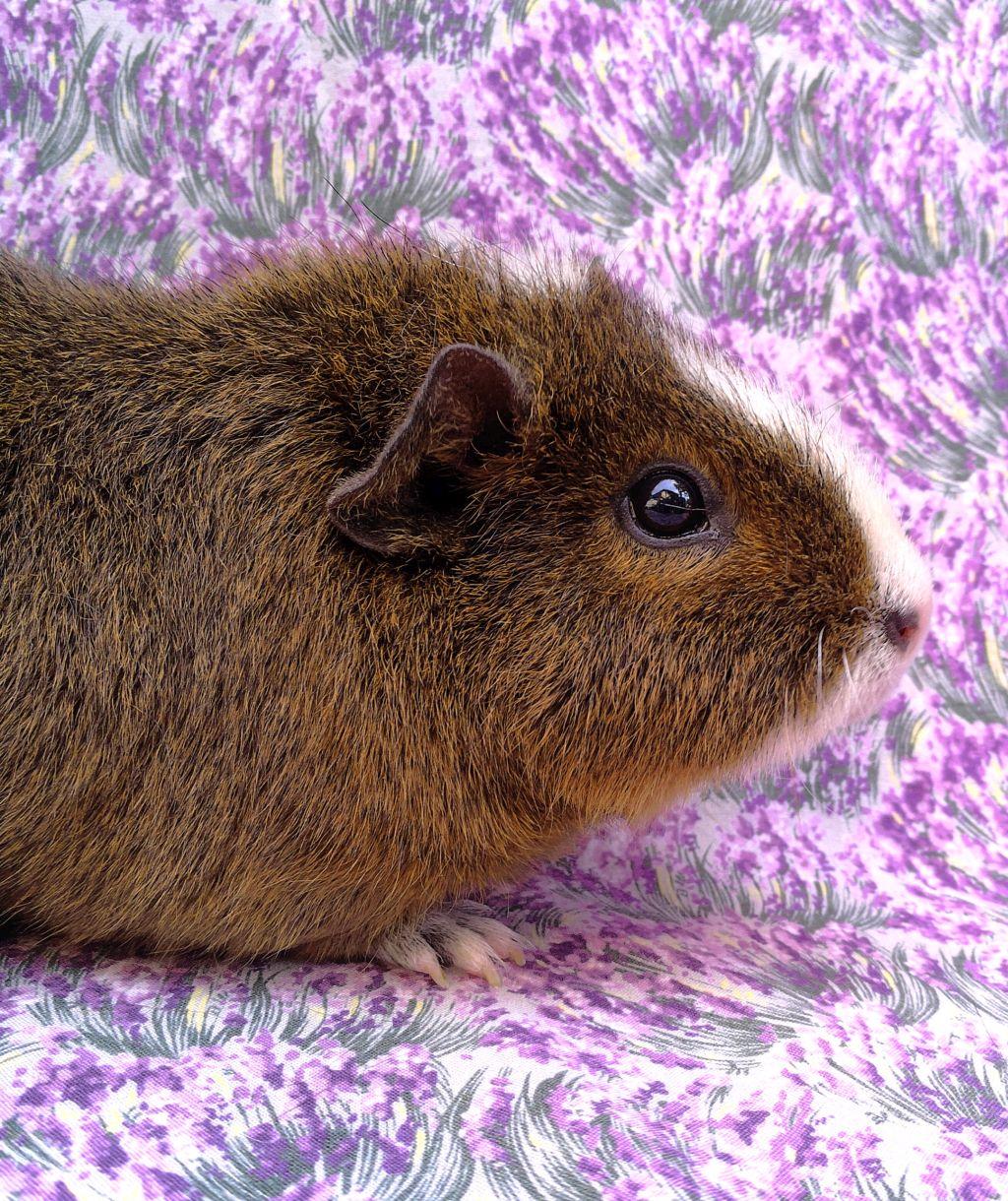 Enlarge Lisandra, a ADOPTABLE mixed breed in Goleta, CA image 3/3