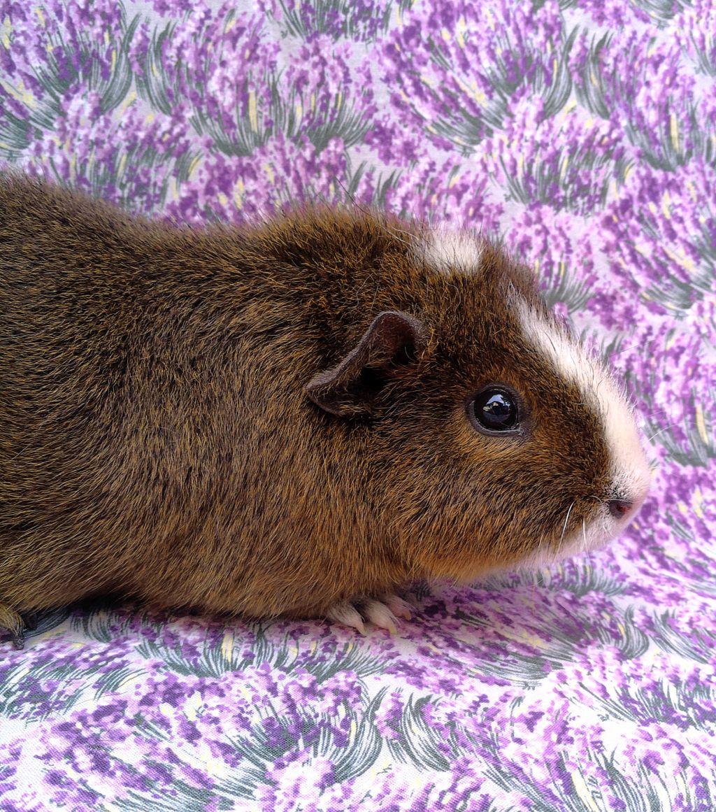 Lisandra, ADOPTABLE, Adult Female Teddy & Short-Haired.