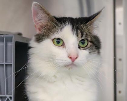 Bobby, a Adoptable Domestic Short Hair in West Seneca, NY image 1/3