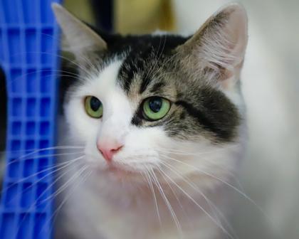 Bobby, a Adoptable Domestic Short Hair in West Seneca, NY image 2/3