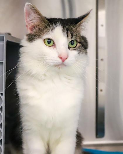 Bobby, a Adoptable Domestic Short Hair in West Seneca, NY image 3/3