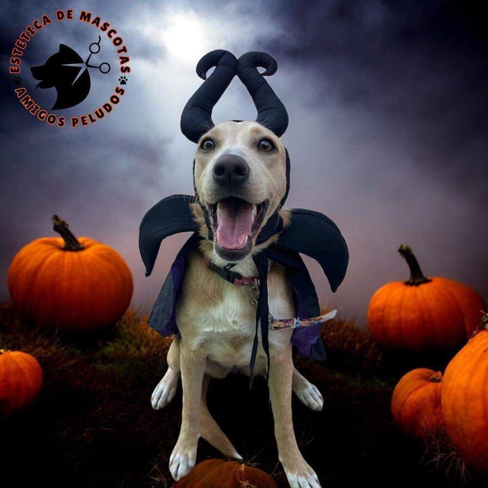 ELSA, Adoptable, Young Female Labrador Retriever.