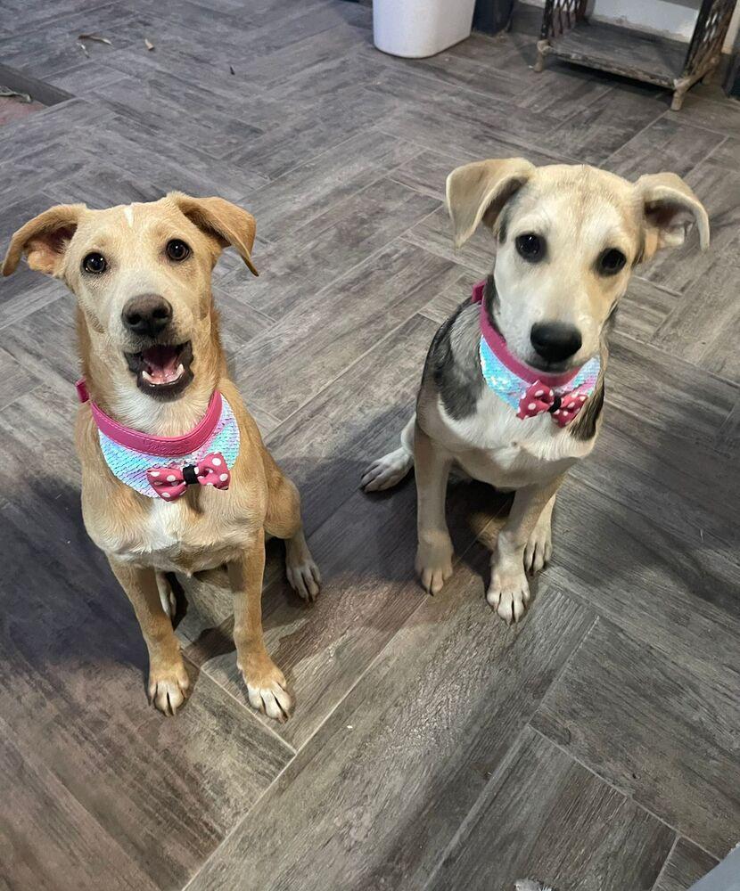 ELSA, a Adoptable mixed breed in Langley, BC image 2/6