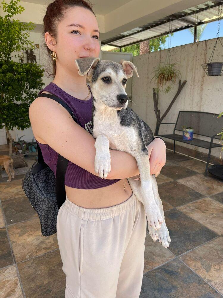 ELSA, a Adoptable mixed breed in Langley, BC image 3/6