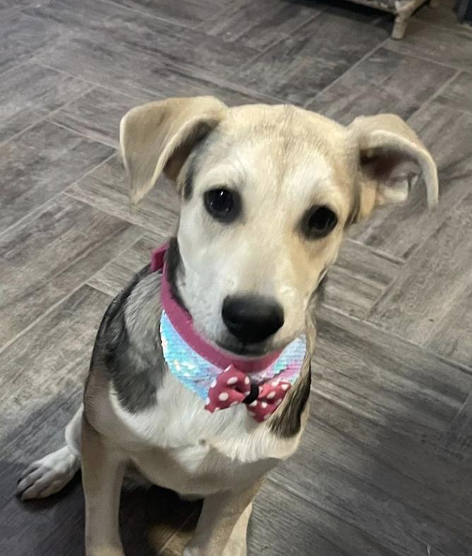 ELSA, a Adoptable mixed breed in Langley, BC image 4/6