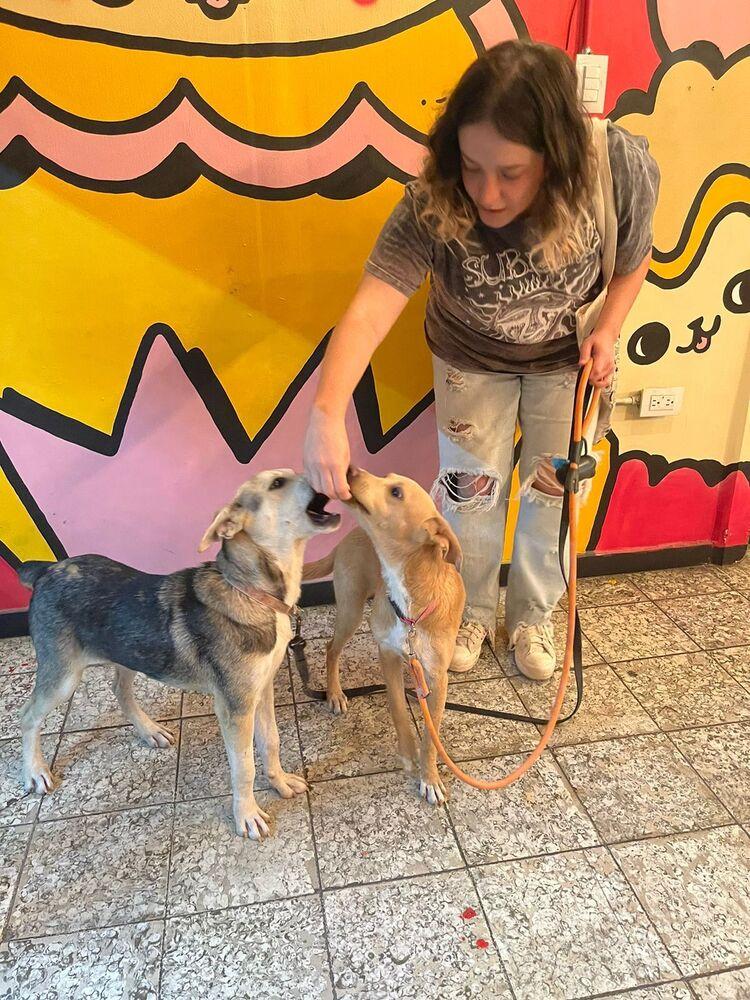 ELSA, a Adoptable mixed breed in Langley, BC image 5/6