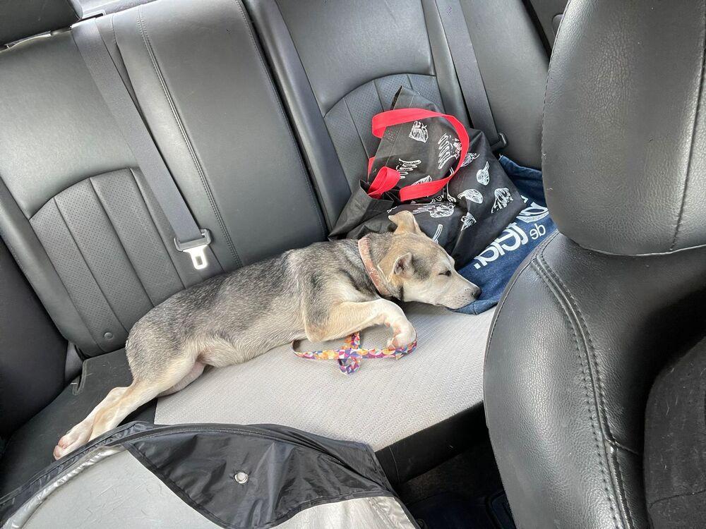 ELSA, a Adoptable mixed breed in Langley, BC image 6/6