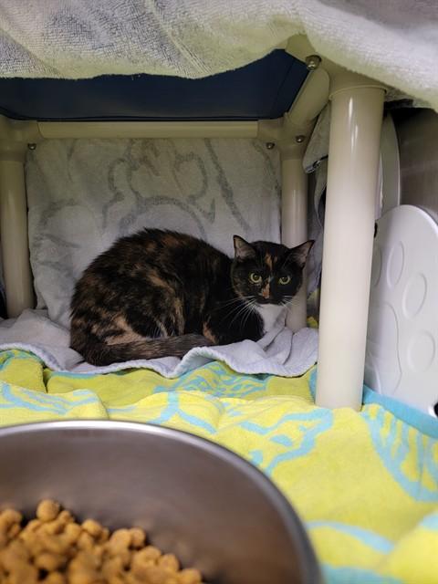 TIGRESS, Adoptable, Young Female Domestic Short Hair.