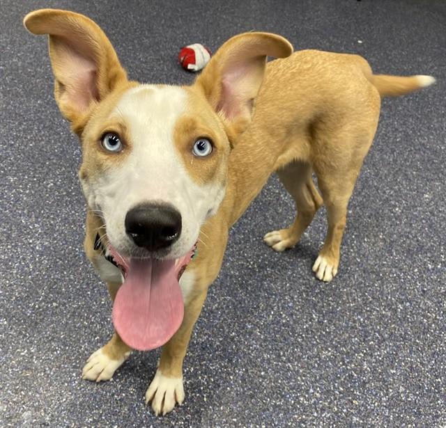 WILEY, Adoptable, Young Male Labrador Retriever & Husky.