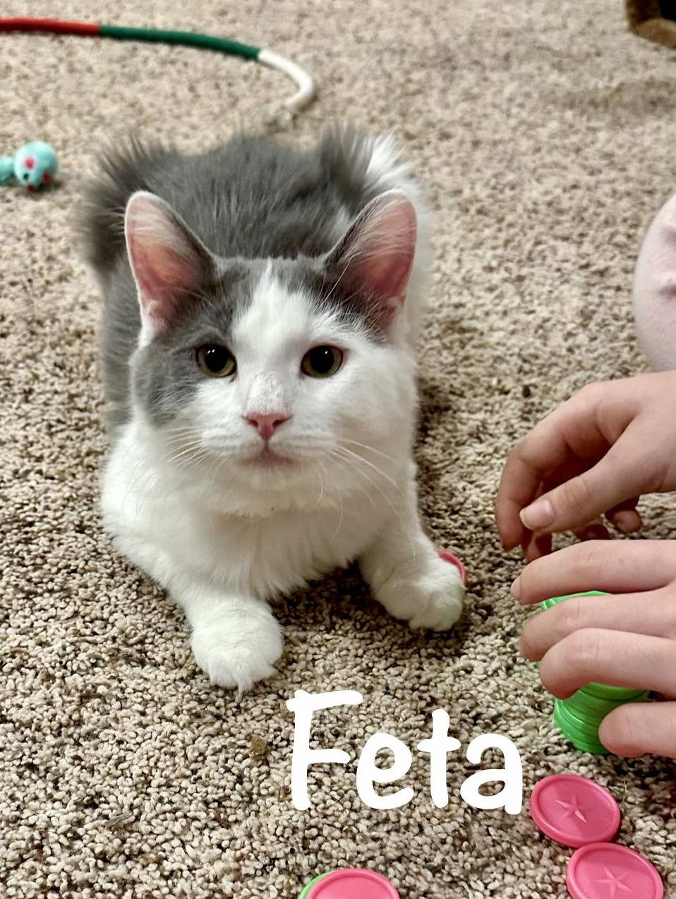 Feta, Adoptable, Kitten Female Domestic Long Hair.