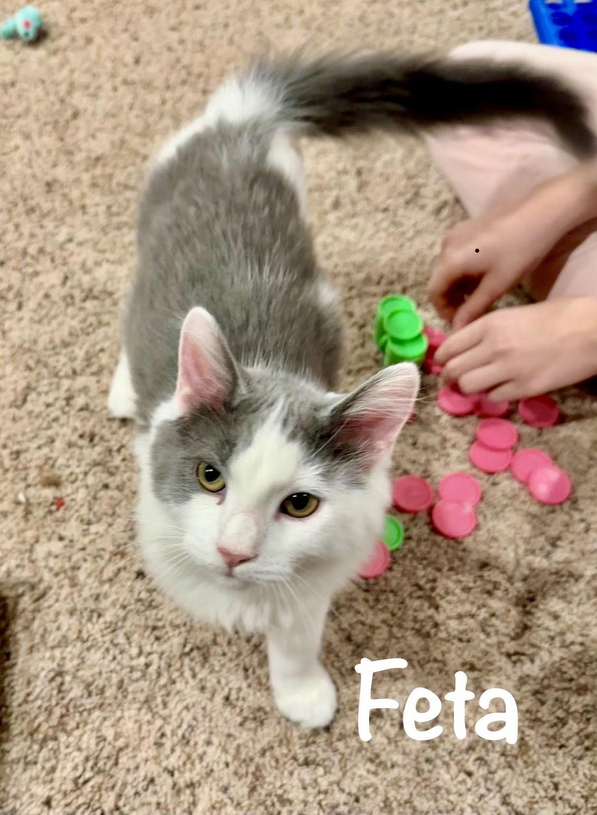 Feta, a Adoptable Domestic Long Hair in Reston, VA image 2/2