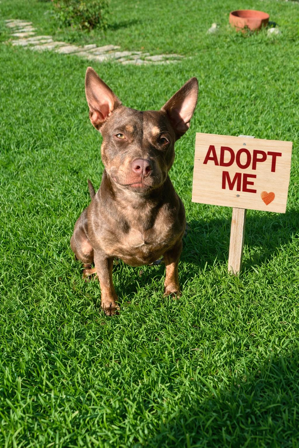 Latte, Adoptable, Adult Female Chihuahua & Terrier.