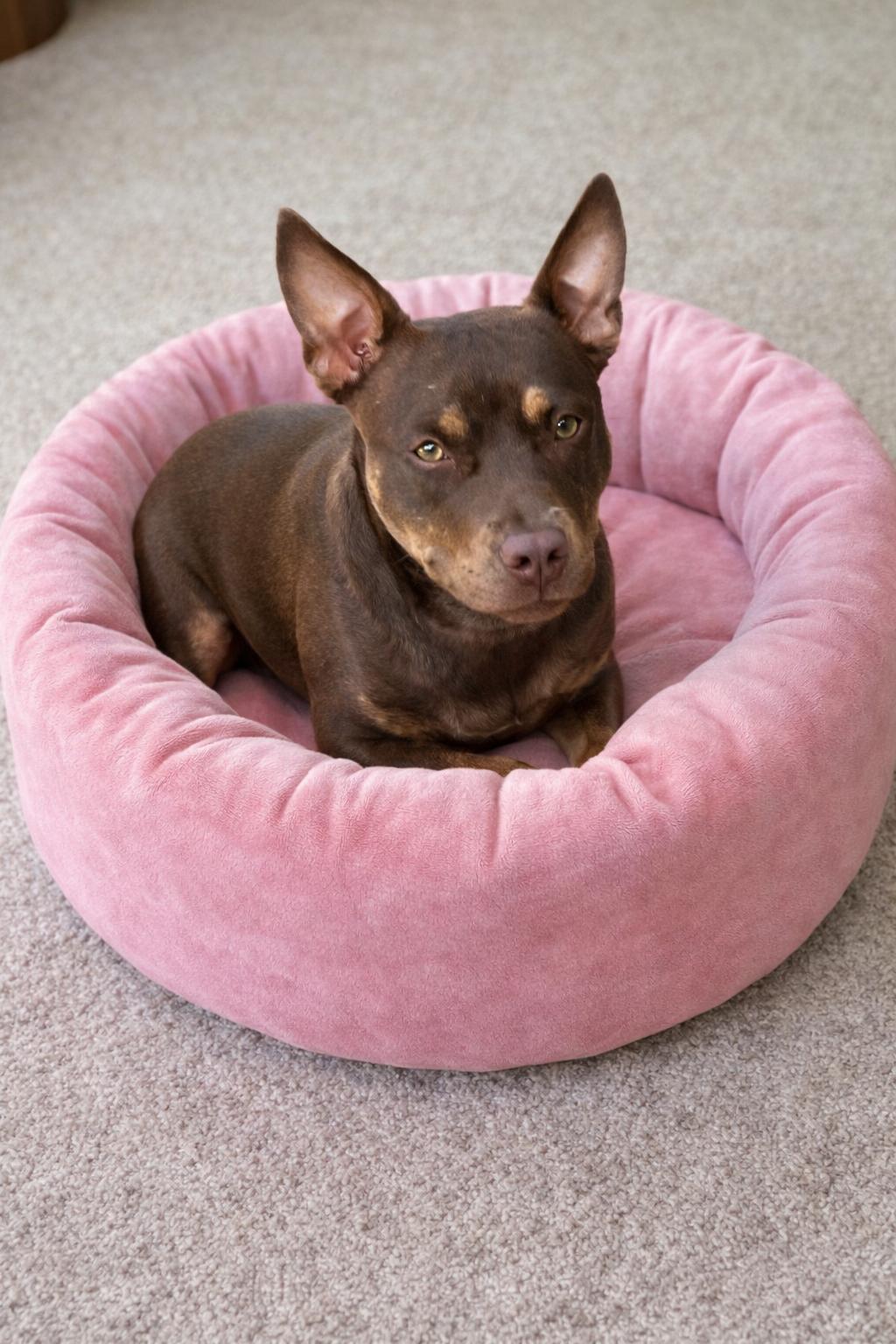 Enlarge Latte, a Adoptable mixed breed in Euless, TX image 3/3