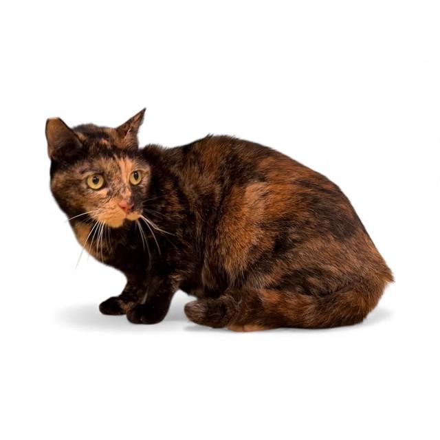 MIKA, Adoptable, Senior Female Domestic Short Hair.