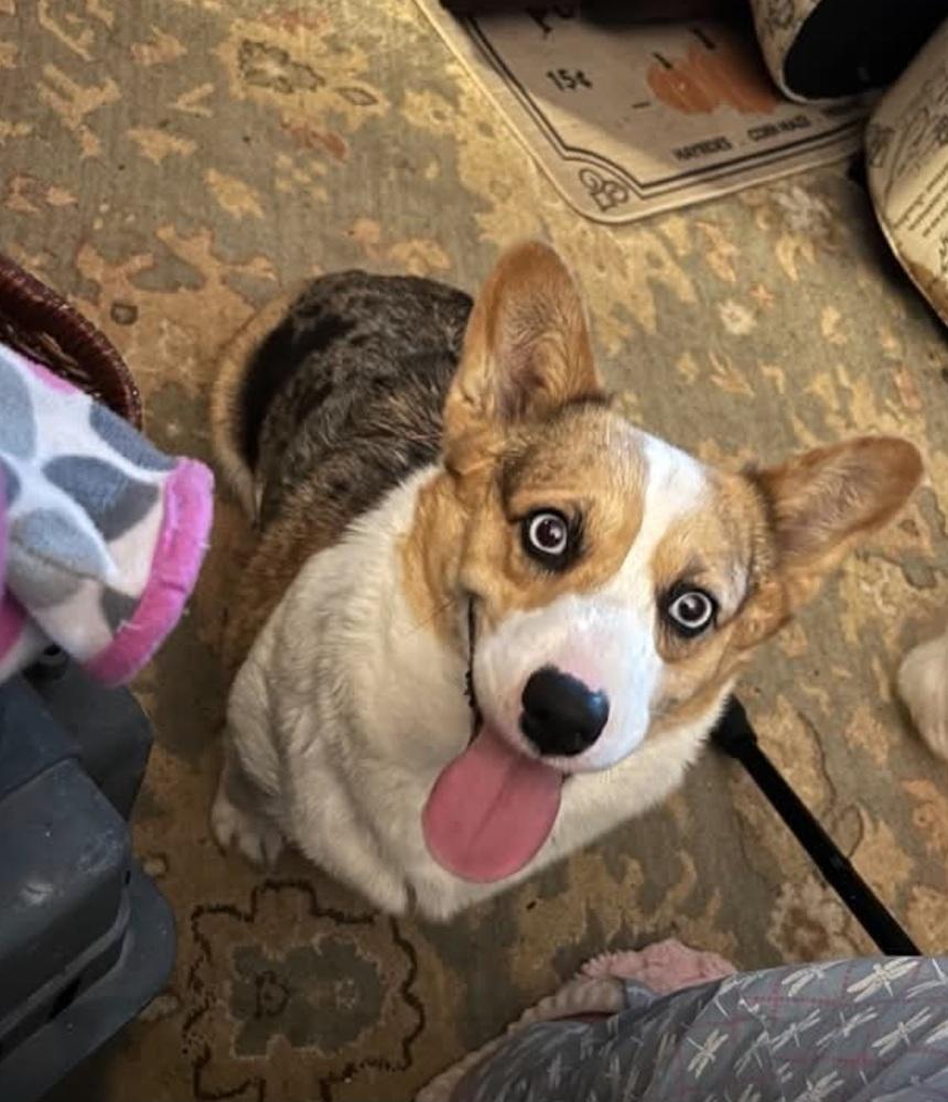 Enlarge BlueJeans, a Adoptable Corgi in Warrenton, MO image 1/1