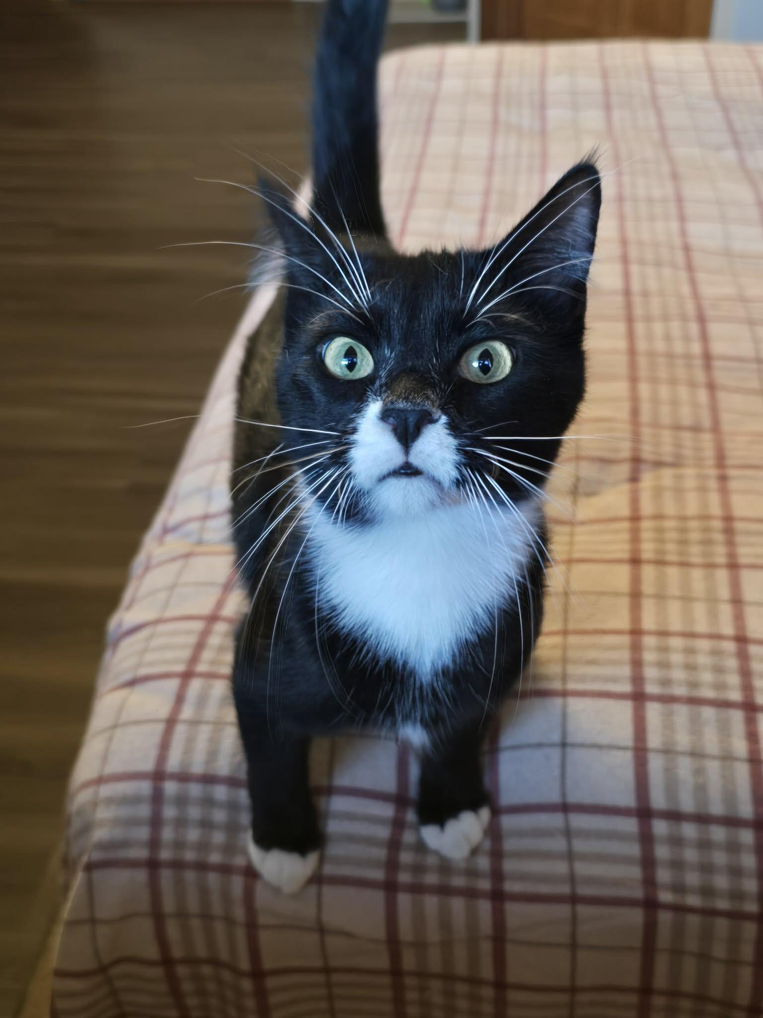 Toad, a Adoptable Domestic Short Hair in Sioux Falls, SD image 4/6