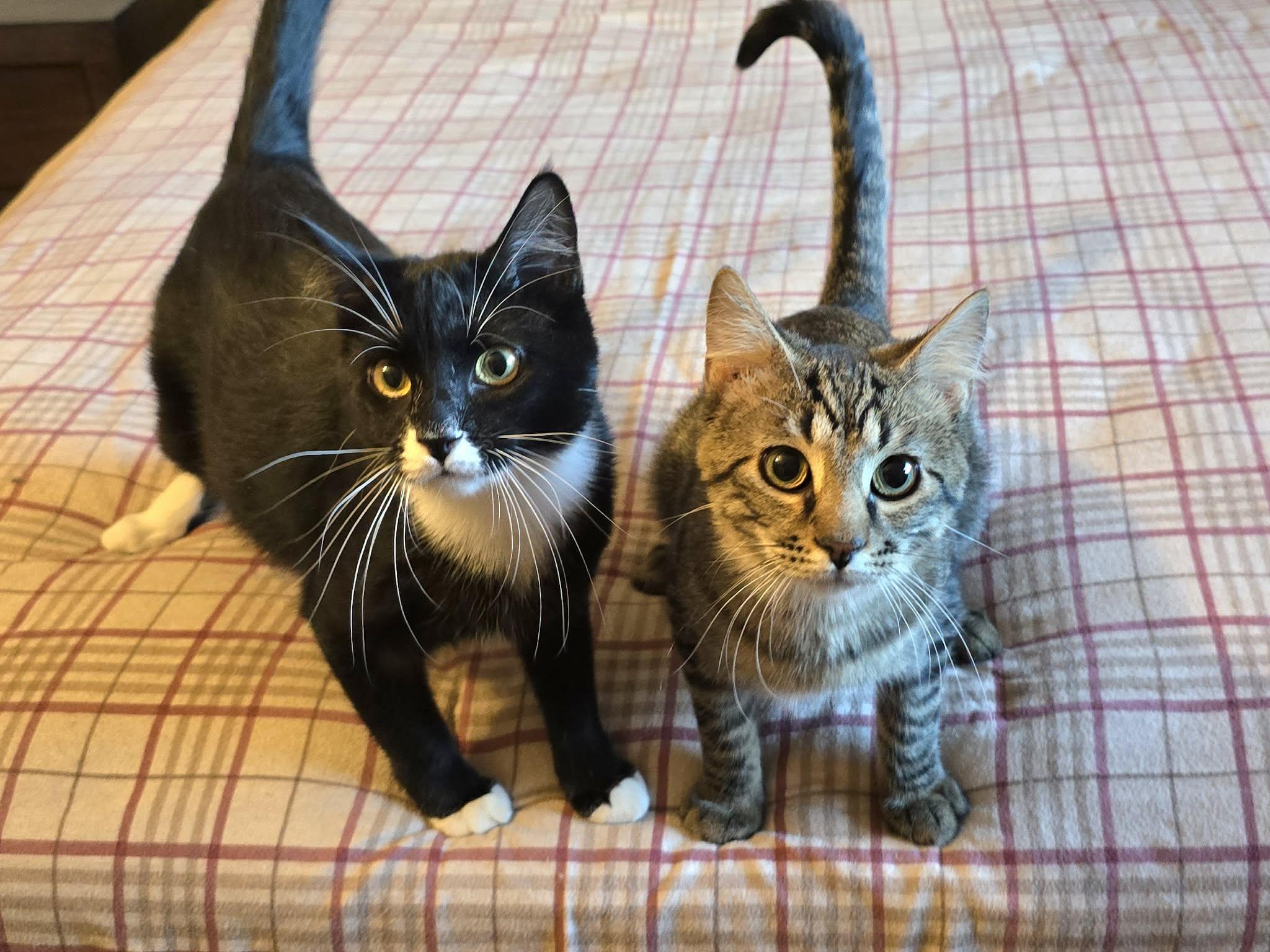 Toad, a Adoptable Domestic Short Hair in Sioux Falls, SD image 6/6