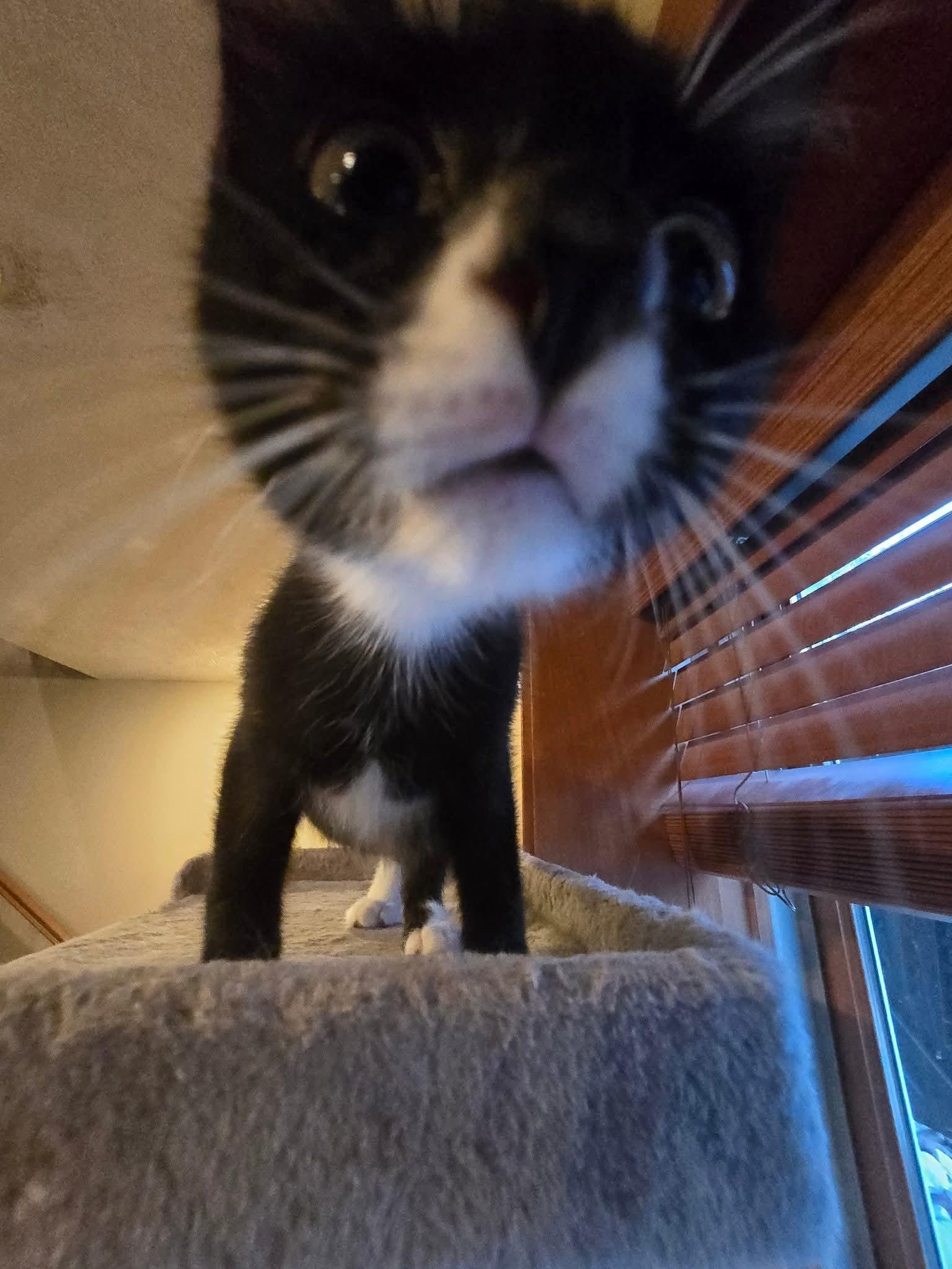 Toad, a Adoptable Domestic Short Hair in Sioux Falls, SD image 3/6