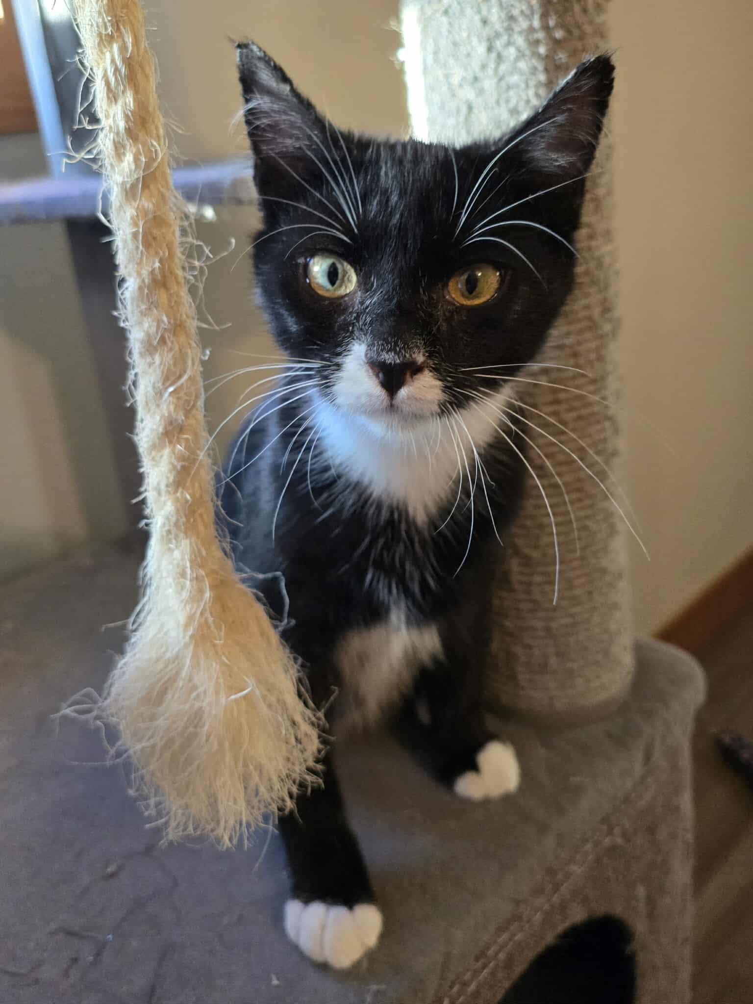 Toad, a Adoptable Domestic Short Hair in Sioux Falls, SD image 1/6