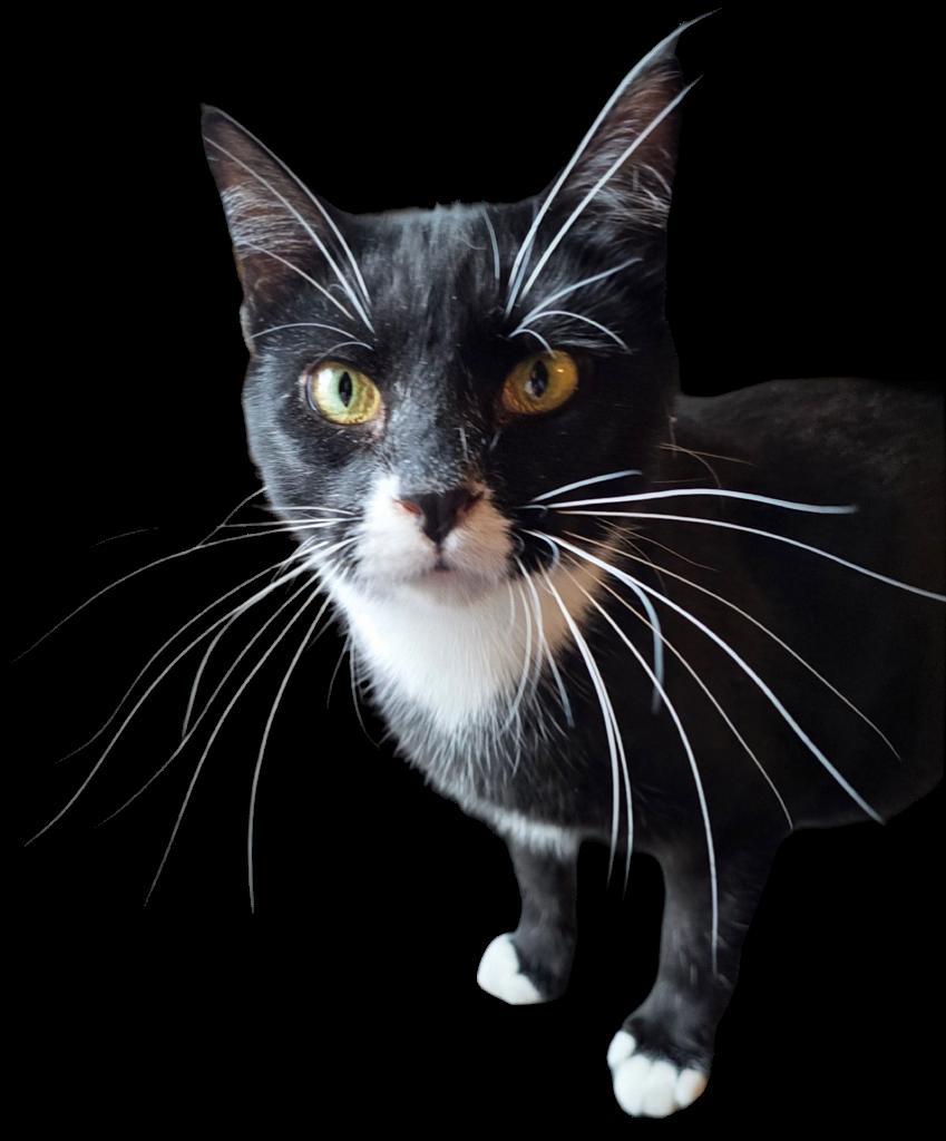 Toad, Adoptable, Kitten Male Domestic Short Hair.