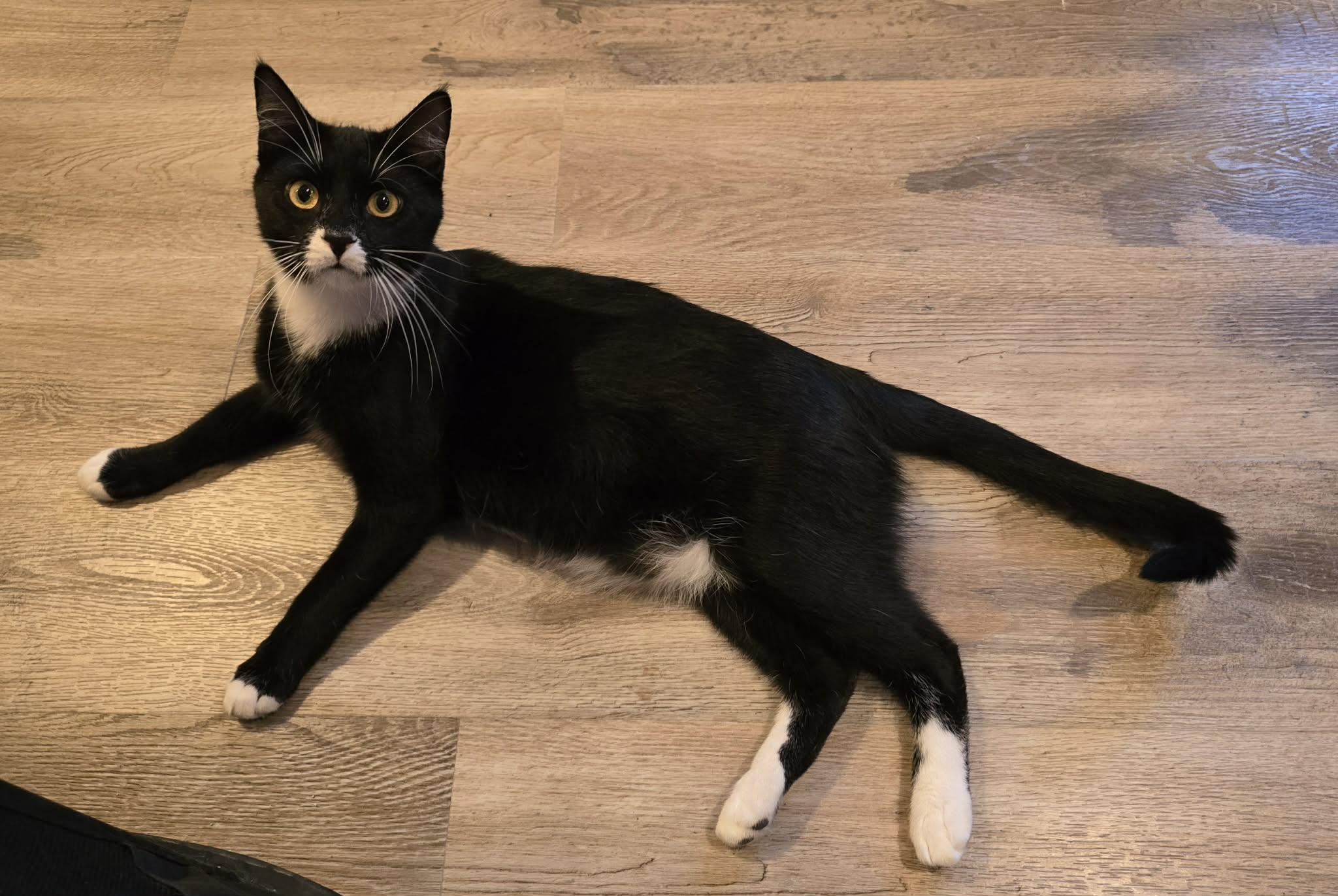 Toad, a Adoptable Domestic Short Hair in Sioux Falls, SD image 5/6