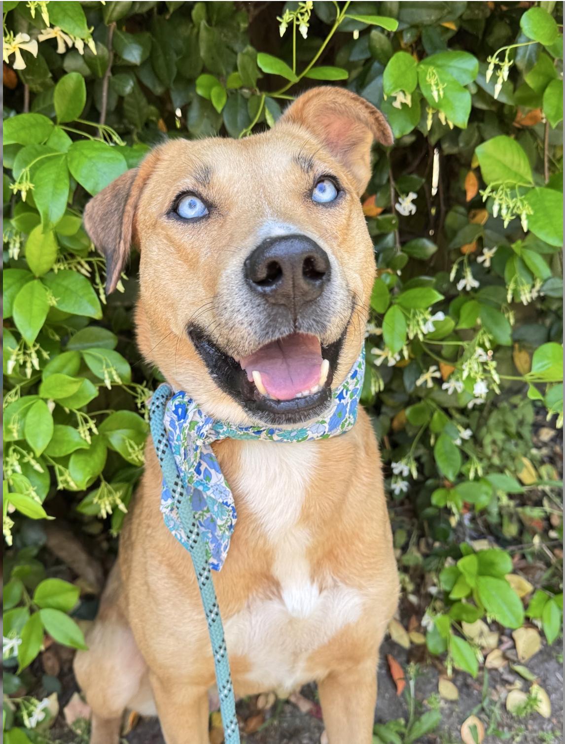 Enlarge Isabel, a ADOPTABLE mixed breed in charleston, SC image 1/1