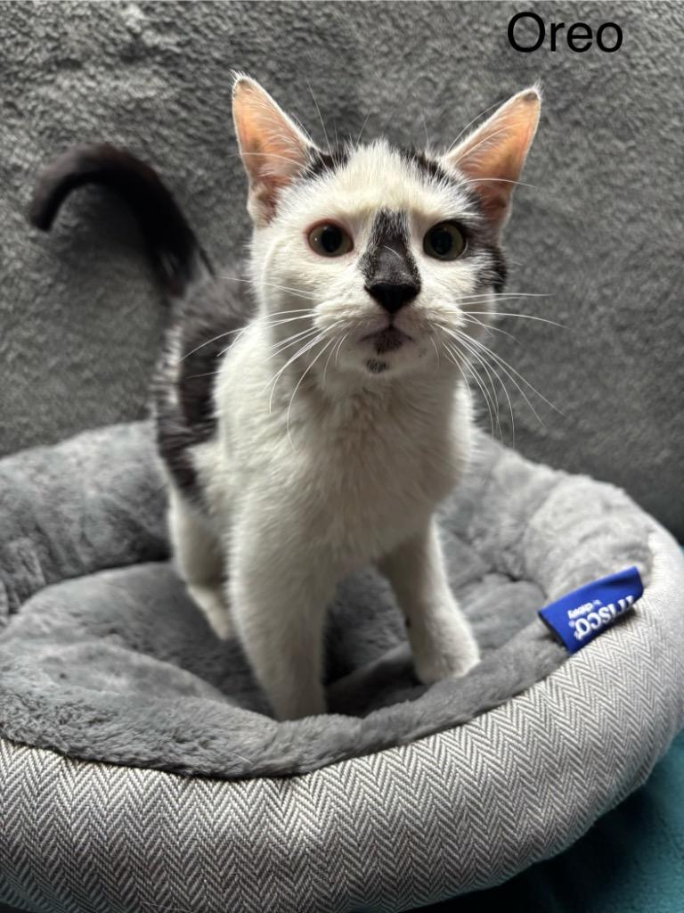 Enlarge Oreo, a Adoptable mixed breed in Wabash, IN image 2/2