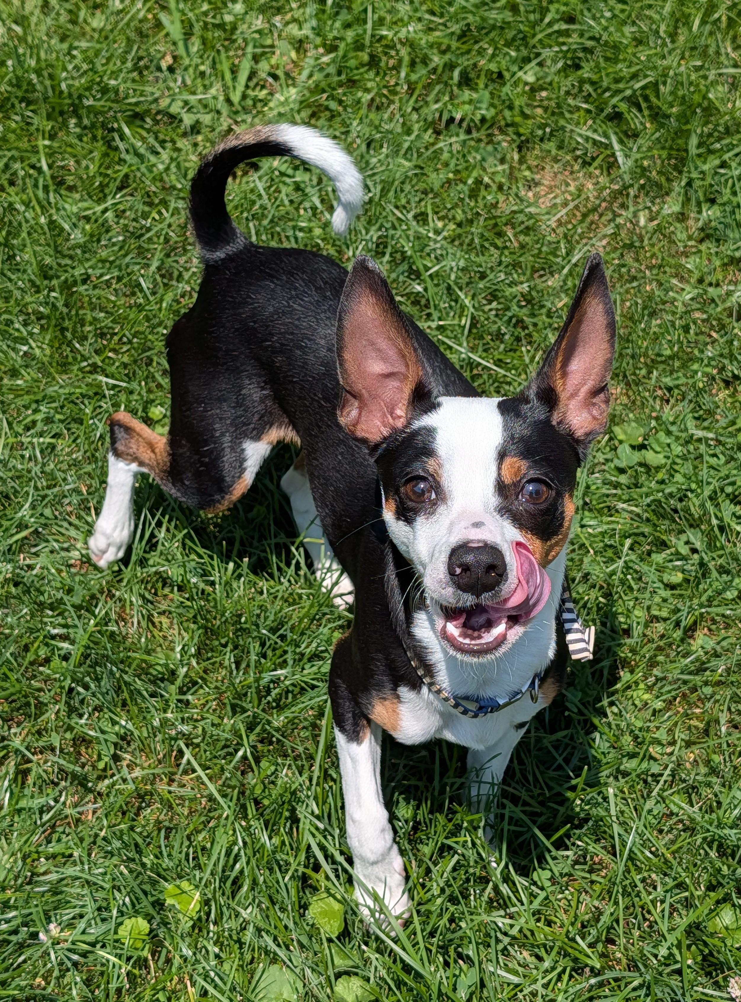 Enlarge Arlo, an adopted mixed breed in Decatur, IL image 1/1