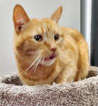 SQUIRT, a Adoptable Tabby in Henderson, NV image 2/4