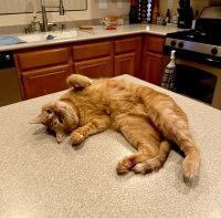 SQUIRT, Adoptable, Adult Male Tabby.