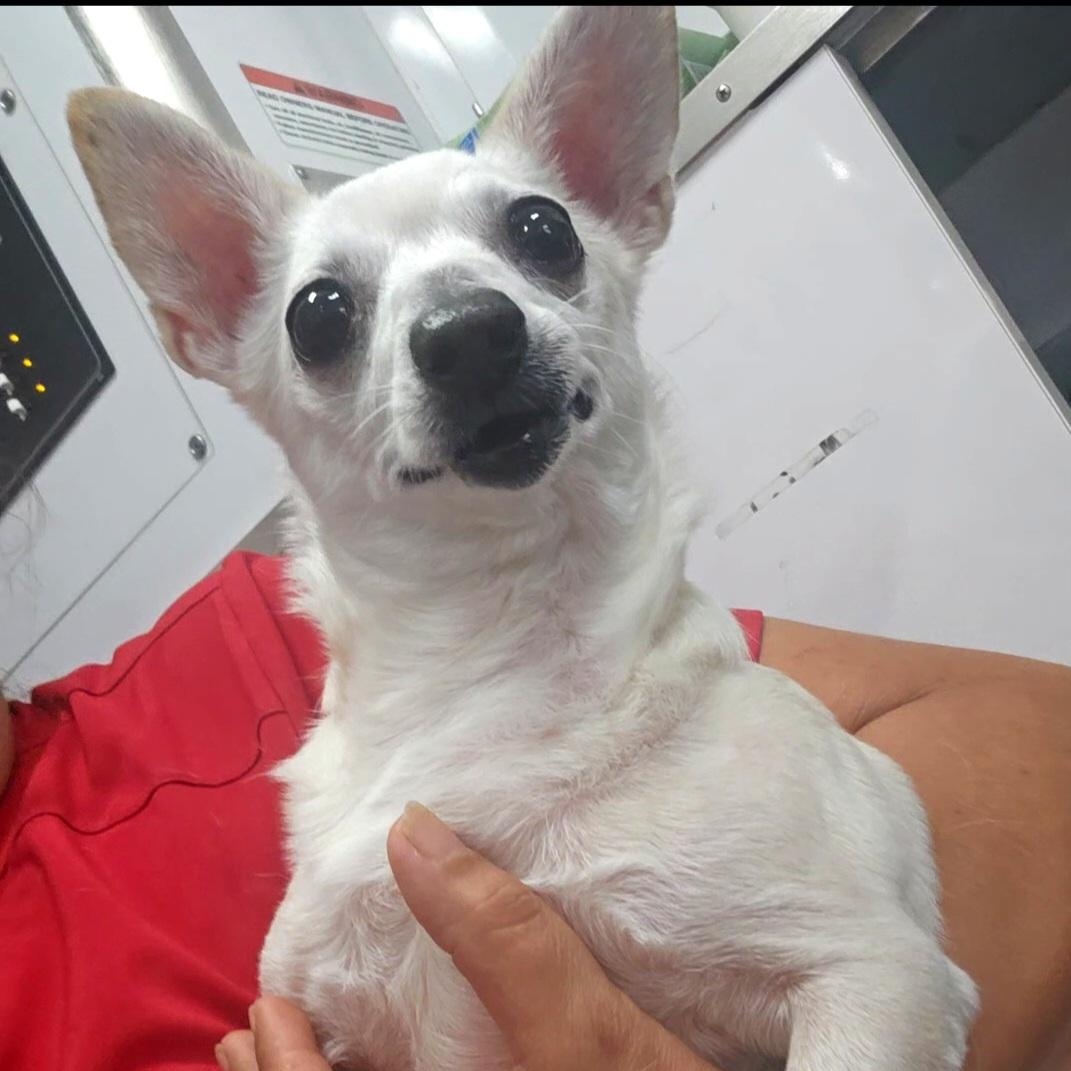 Gummy Bear — thumbnail 3