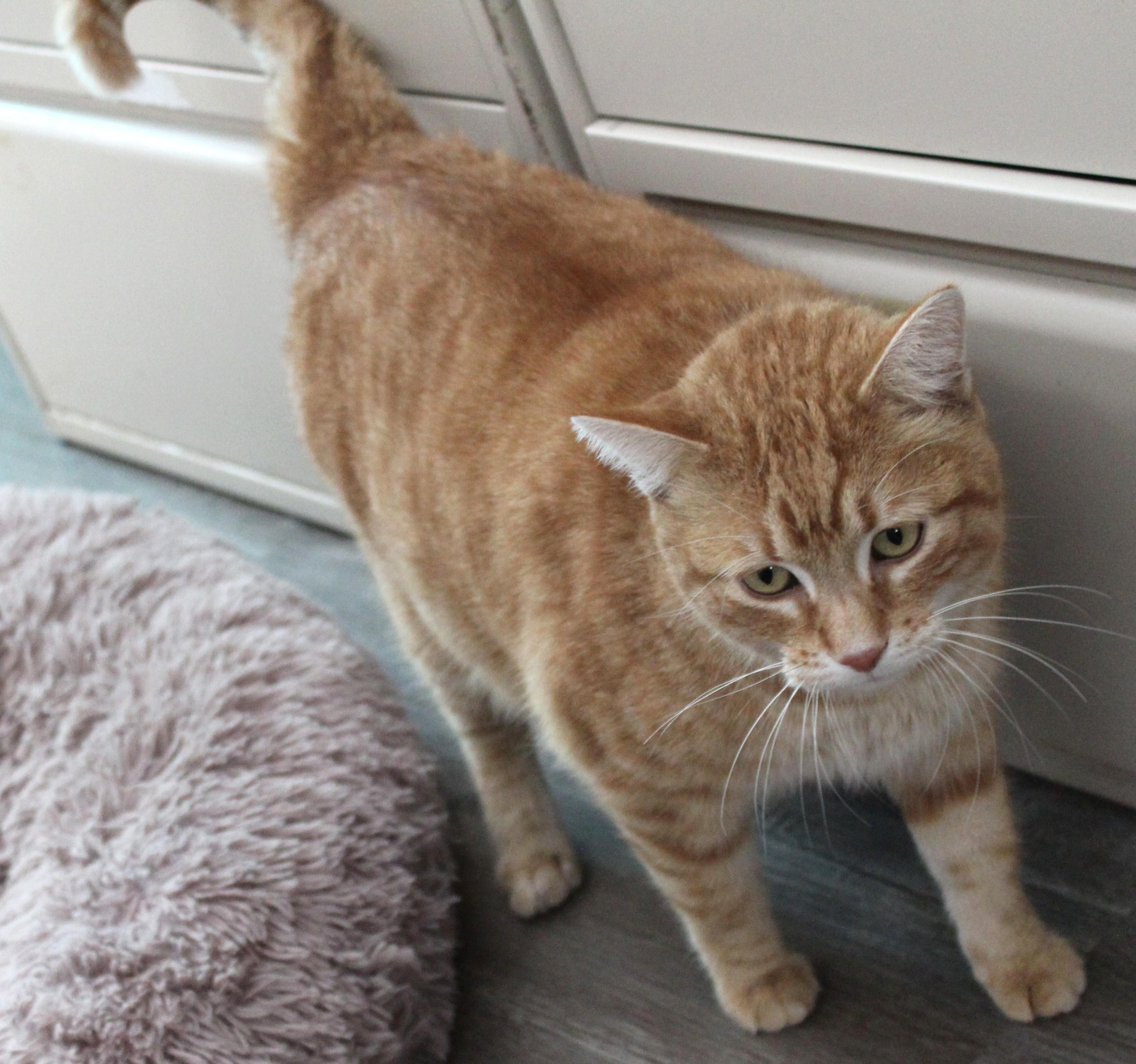Simba photo 2