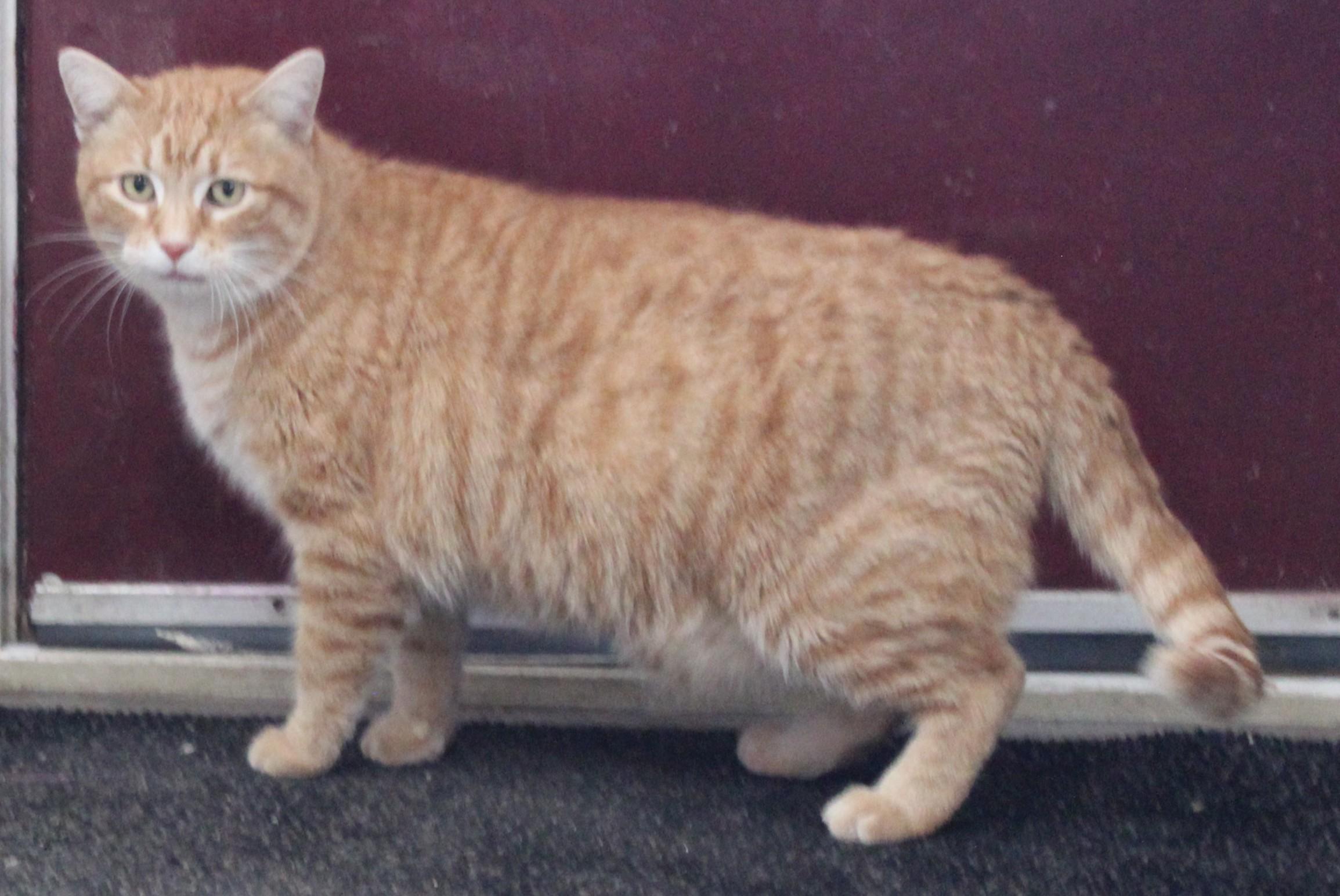 Simba 4