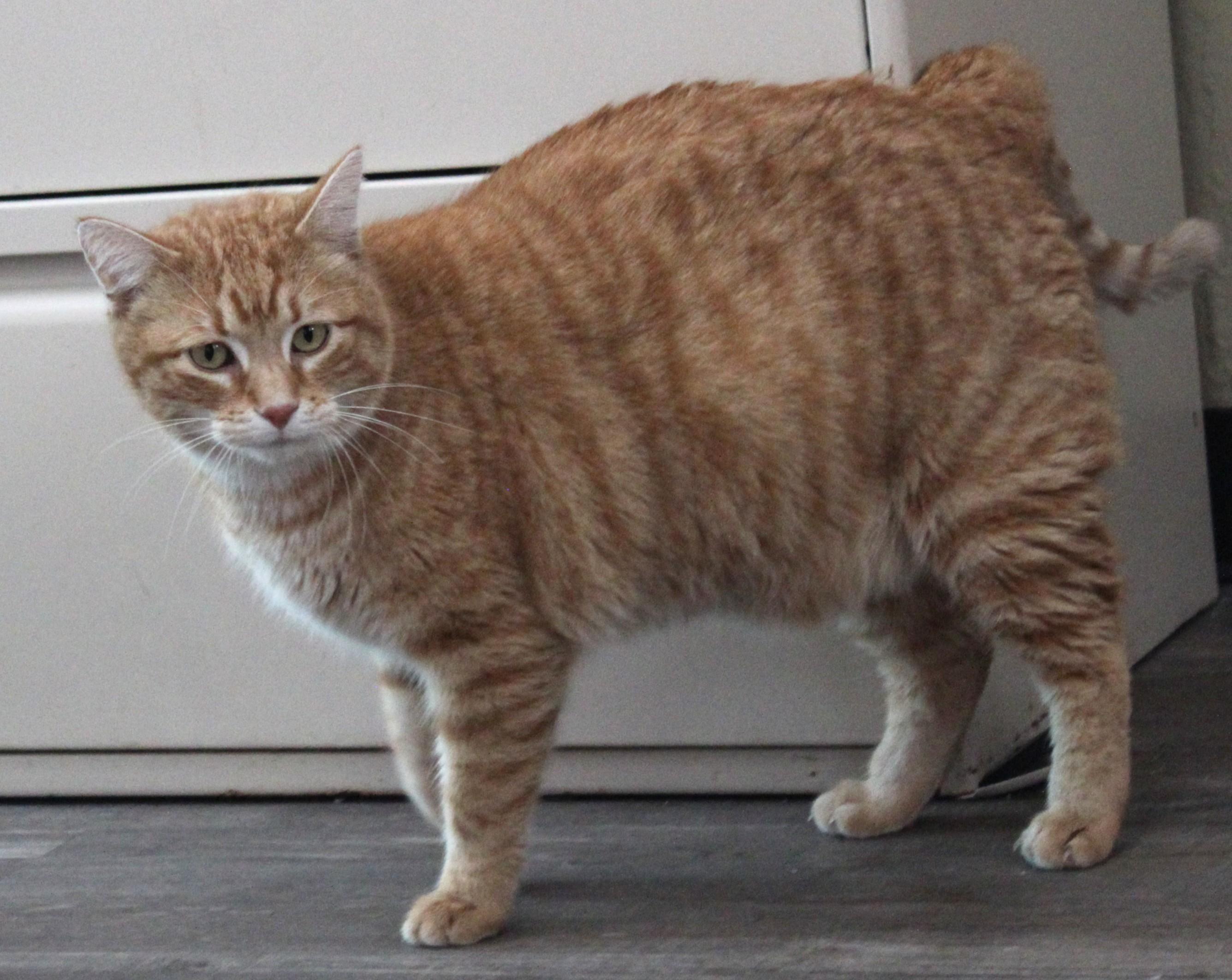 Simba