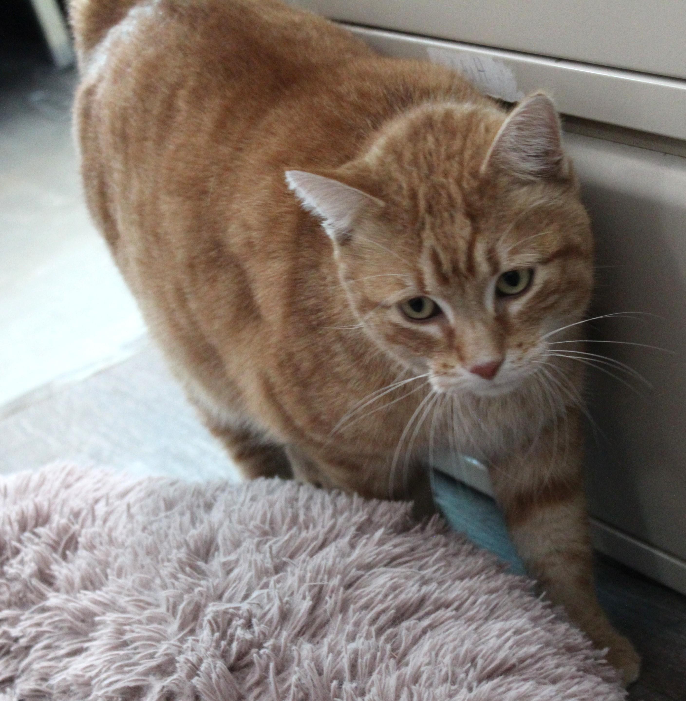Simba photo 5