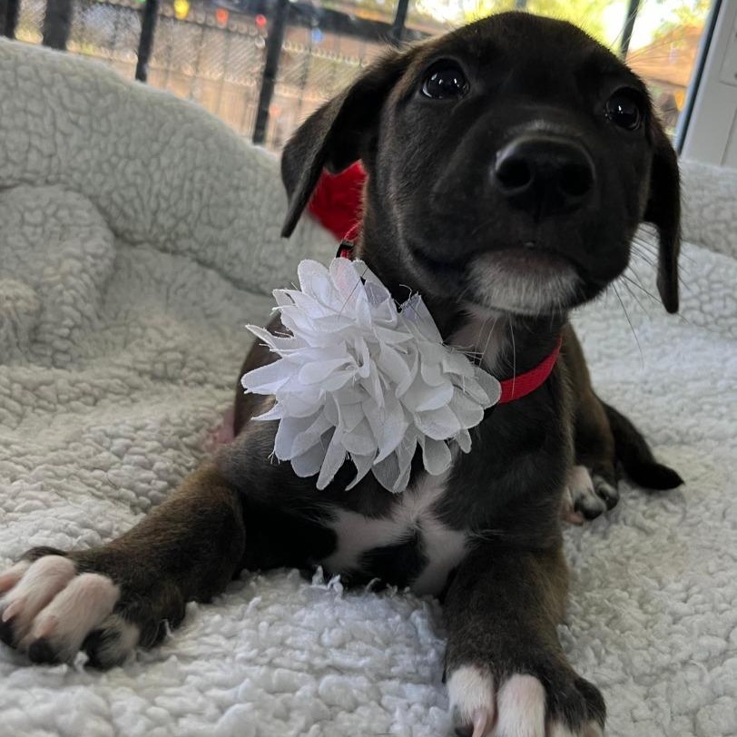 Emma — thumbnail 2