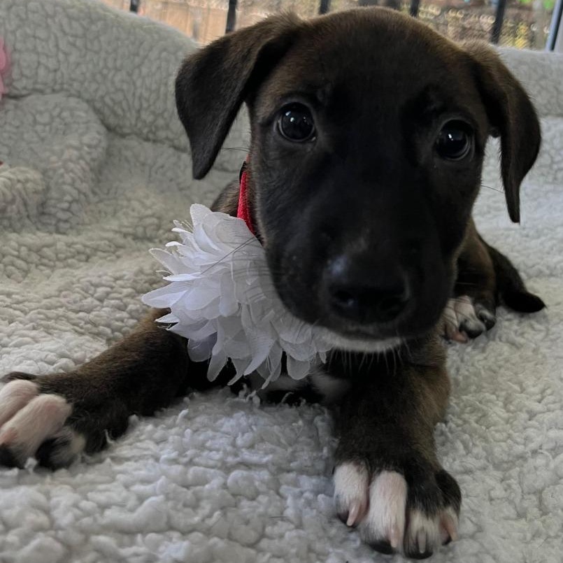 Emma — thumbnail 6