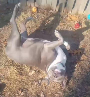 Katie, a Adoptable American Staffordshire Terrier in East Dundee , IL image 2/2