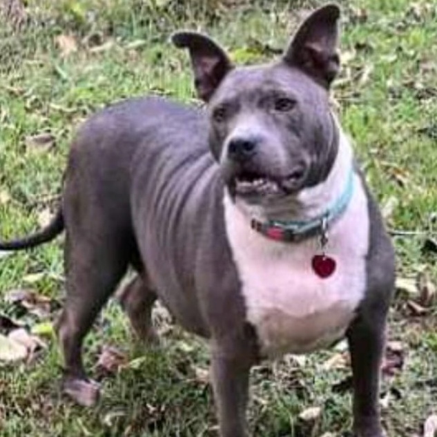 Katie, a Adoptable American Staffordshire Terrier in East Dundee , IL image 1/2