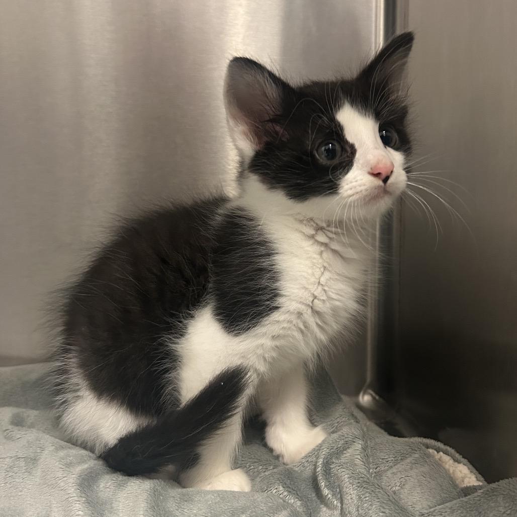 Enlarge Sleepy, a Adoptable Domestic Medium Hair in Bryan, TX image 1/3