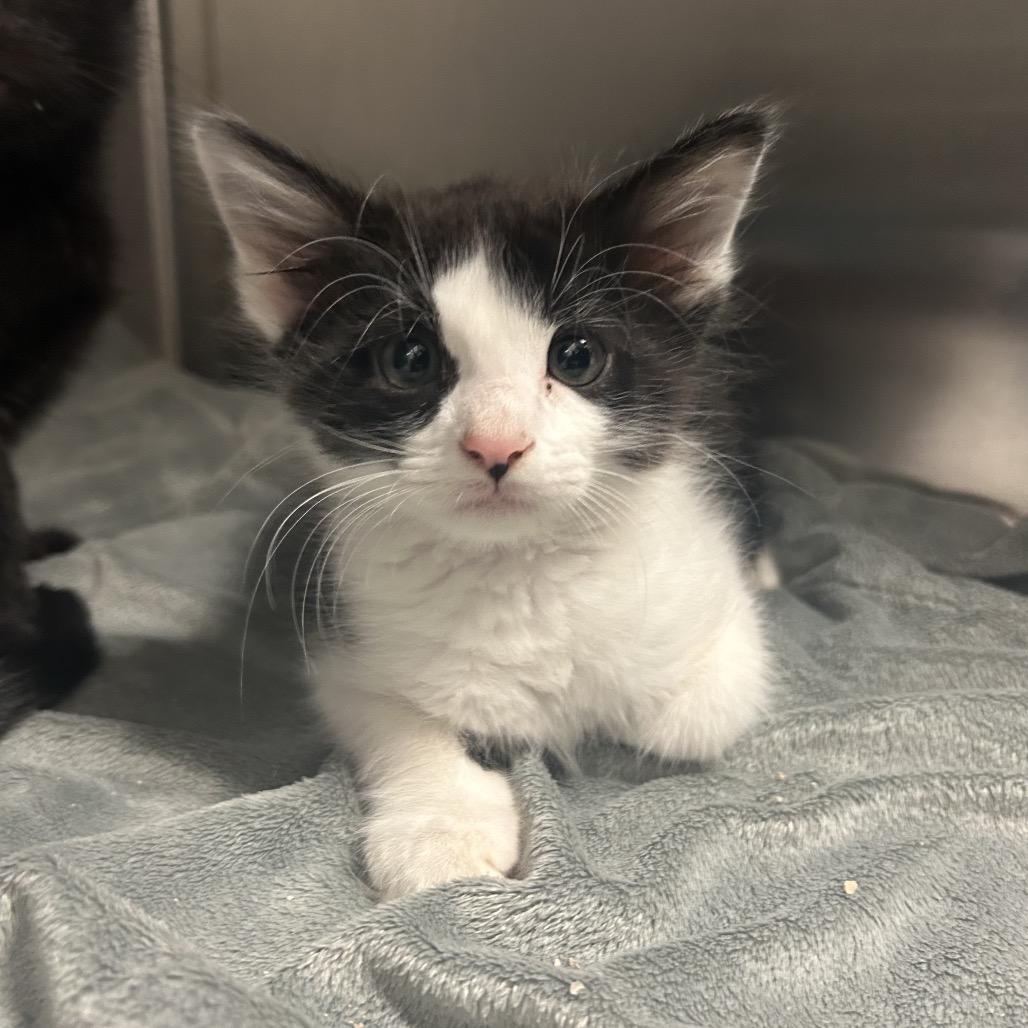 Enlarge Sleepy, a Adoptable Domestic Medium Hair in Bryan, TX image 2/3