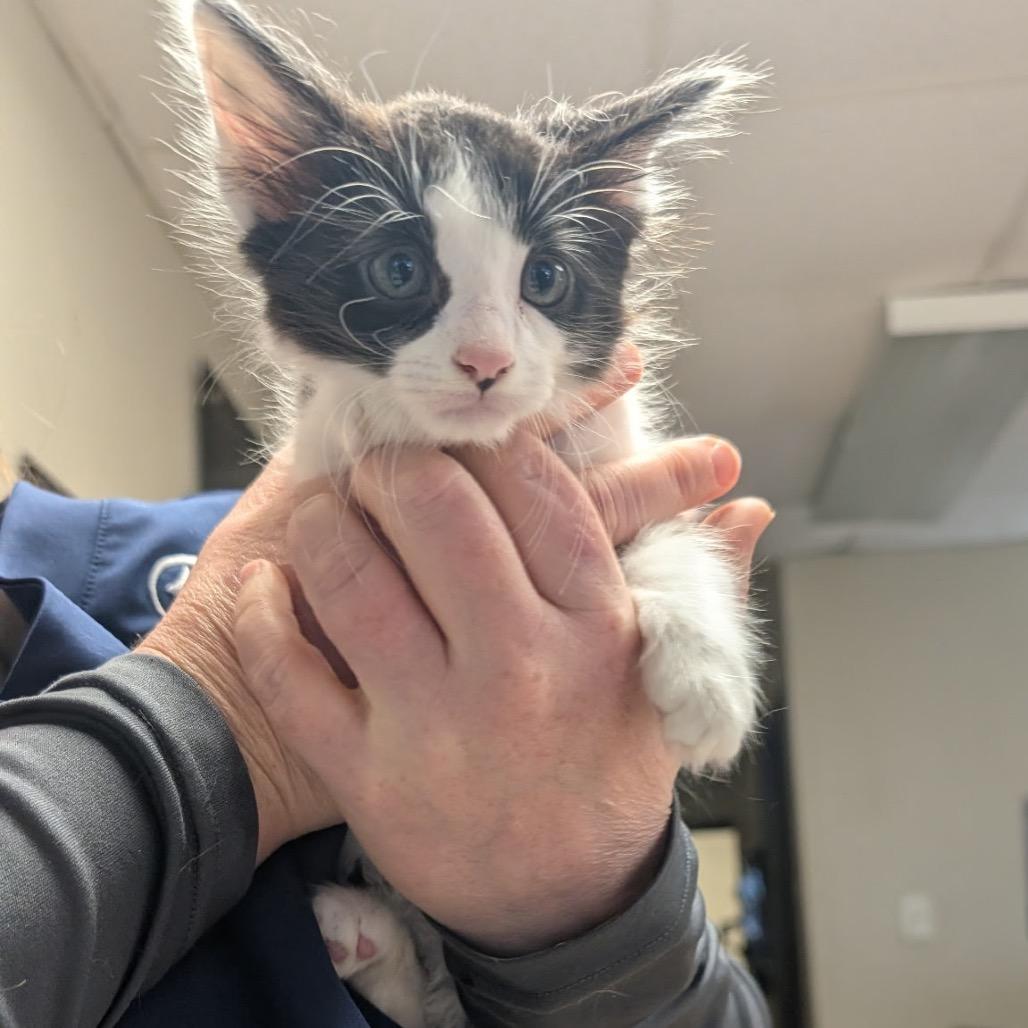 Enlarge Sleepy, a Adoptable Domestic Medium Hair in Bryan, TX image 3/3