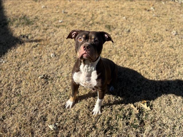 MOCHA, Adoptable, Adult Female American Bulldog & Mixed Breed.