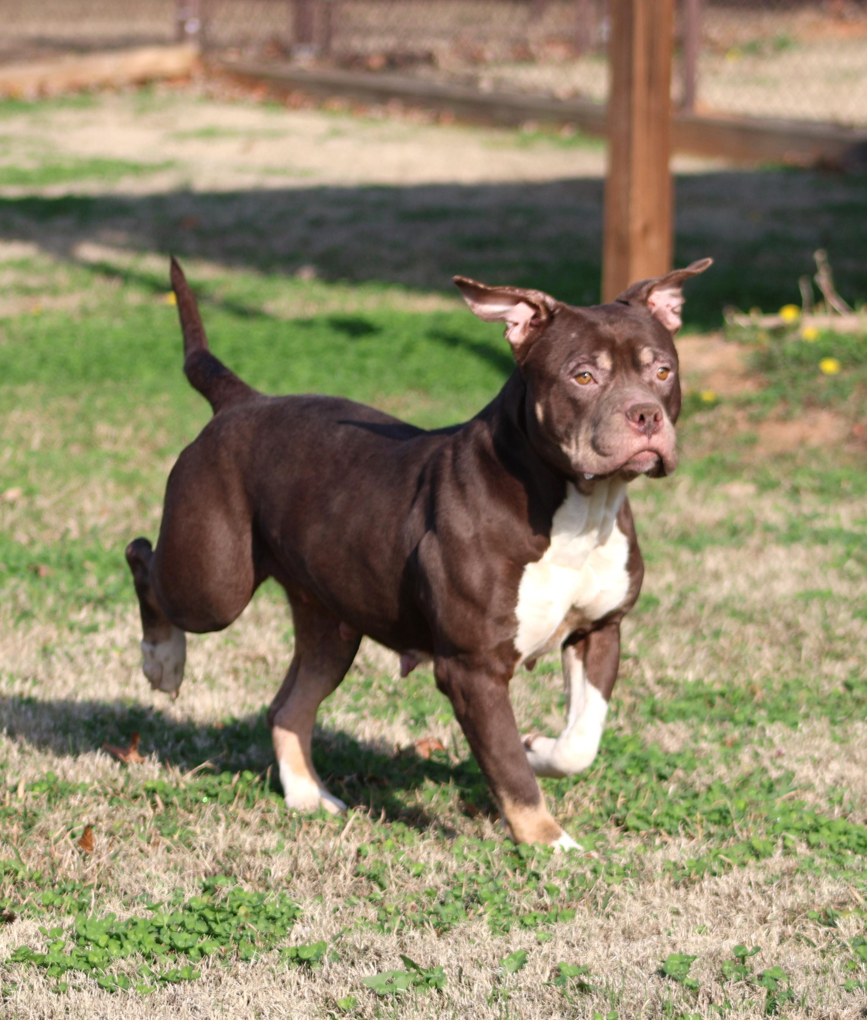MOCHA, Adoptable, Adult Female American Bulldog & Mixed Breed.