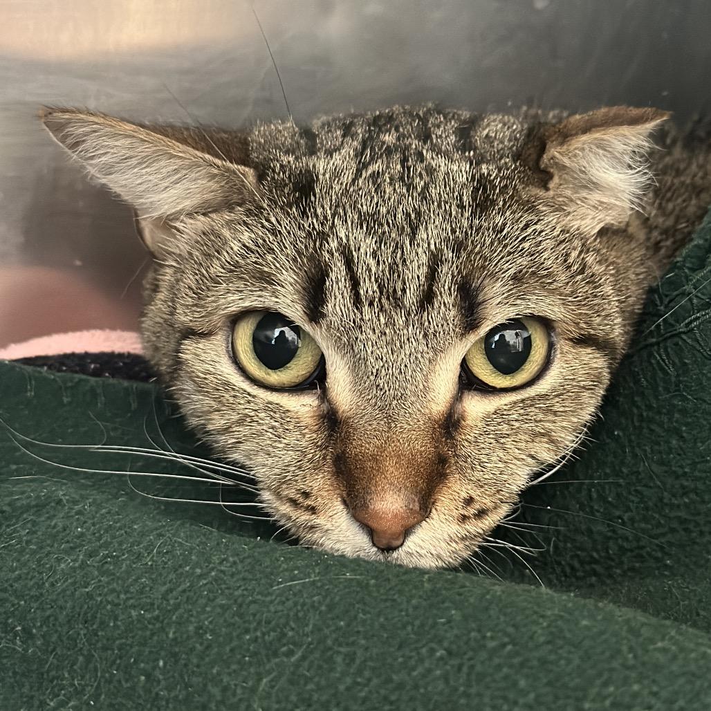 Dream, Adoptable, Adult Female Domestic Short Hair & Mixed Breed.
