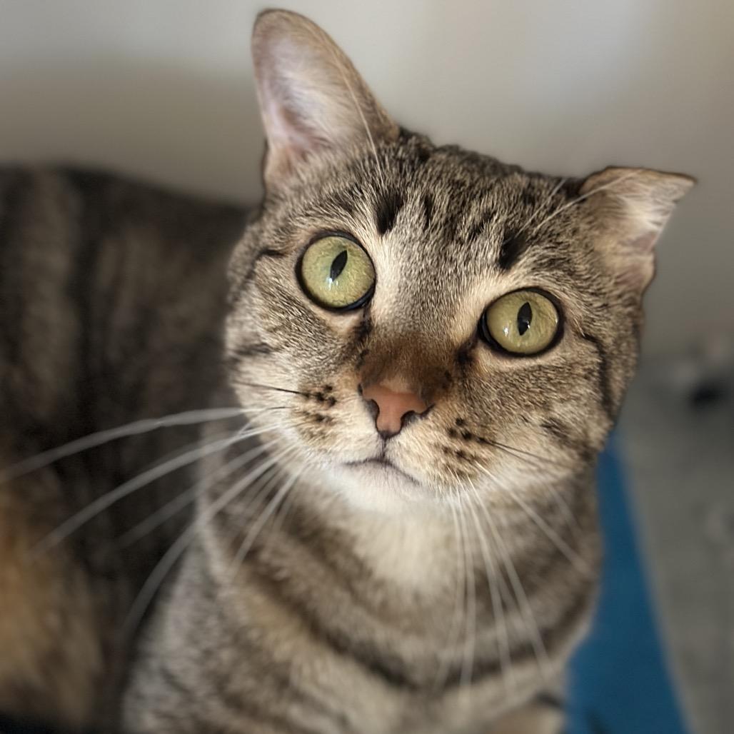 Dream, a Adoptable mixed breed in Matteson, IL image 2/6