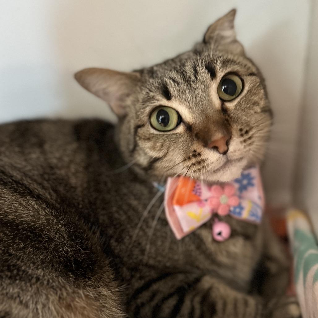 Dream, a Adoptable mixed breed in Matteson, IL image 2/6