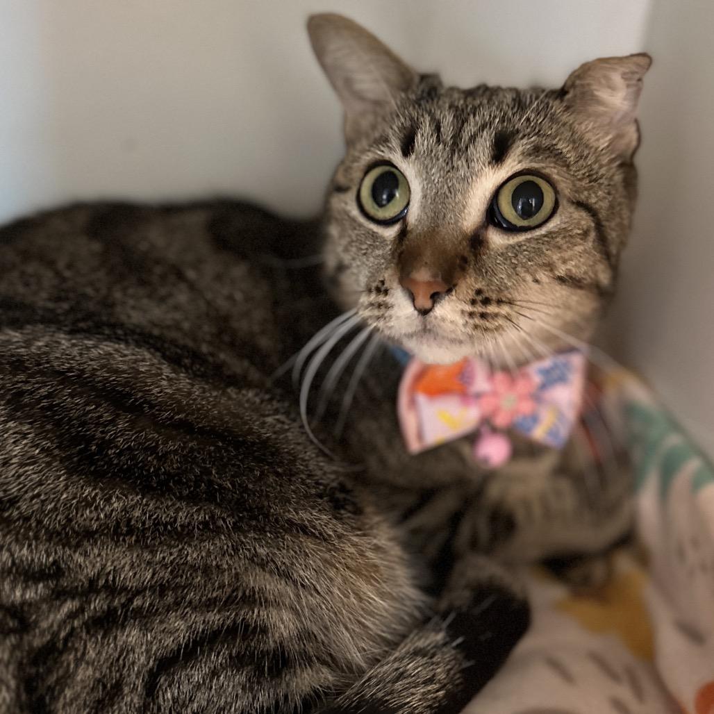Dream, a Adoptable mixed breed in Matteson, IL image 3/6