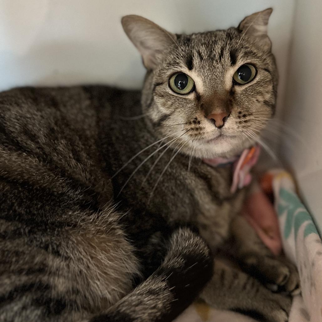 Dream, a Adoptable mixed breed in Matteson, IL image 4/6